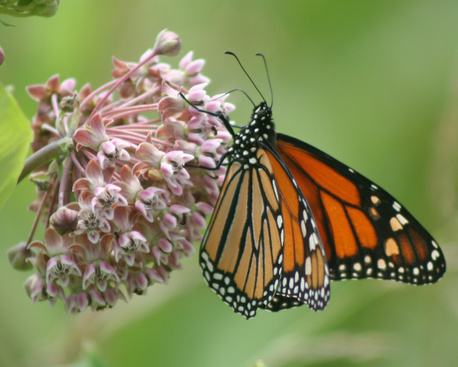 Monark on milkweed